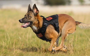 Tactical-Dog-Harness
