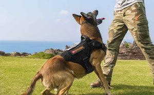 Tactical-Dog-Harness