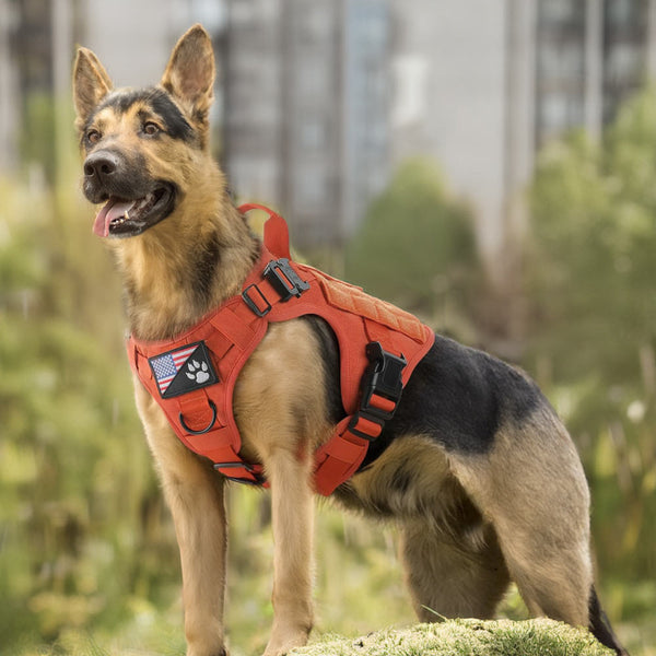 Orange-Tactical-Dog-Harness