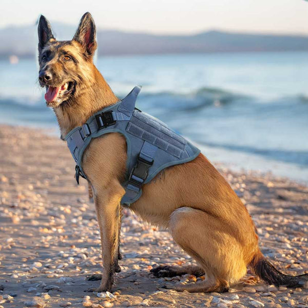 Blue-Tactical-Dog-Harness