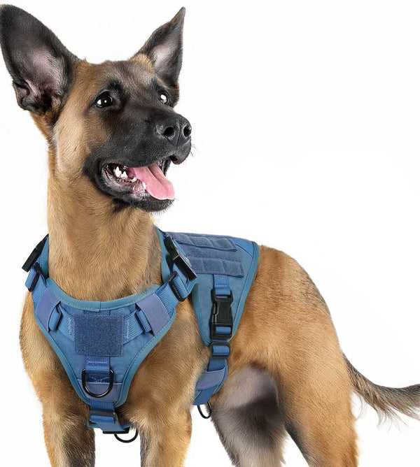 Blue-Tactical-Dog-Harness