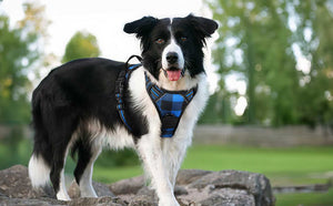 Plaid no pull dog harness