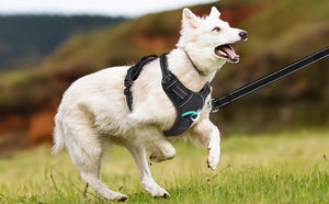 MerryBIY-No-Pull-Dog-Harness