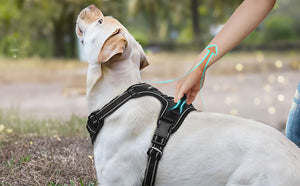 FS-Dog-Harness-Top-Handle