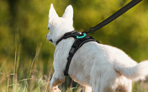 MerryBIY-No-Pull-Dog-Harness