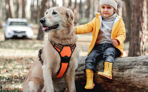 FS-No-Pull-Dog-Harness