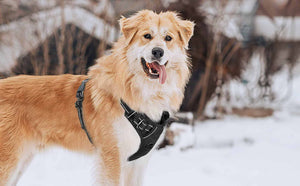 FS-No-Pull-Dog-Harness