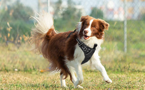 FS-No-Pull-Dog-Harness