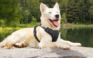 FS-No-Pull-Dog-Harness