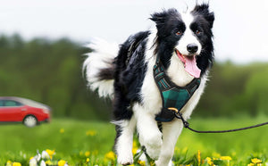 Plaid no pull dog harness