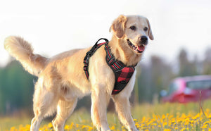 Plaid no pull dog harness