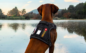 Black Tactical Dog Harness