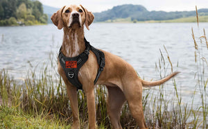 Black Tactical Dog Harness