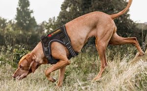 Black Tactical Dog Harness