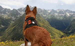 Black Tactical Dog Harness