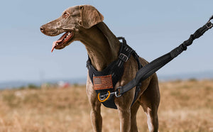 Black Tactical Dog Harness