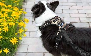 no pull dog harness beige brown