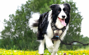 Plaid no pull dog harness