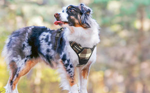 Plaid-No-Pull-Dog-Harness