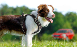 Plaid no pull dog harness