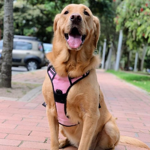 MerryBIY No Pull Dog Harness & Leash