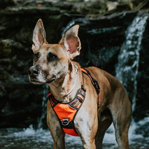 MerryBIY No Pull Dog Harness & Leash