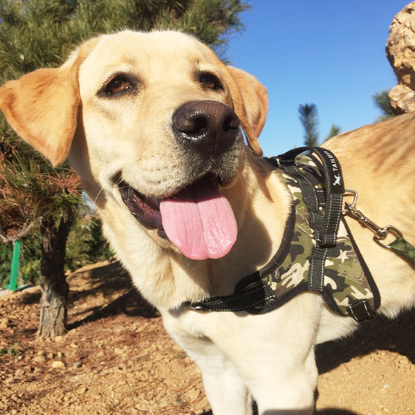 MerryBIY Adjustable Dog Harness with Leash