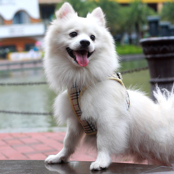 MerryBIY Dog Harness and Lead Set, Step-in Breathable Reflective Puppy Cat Dog Vest for Small Medium Dogs