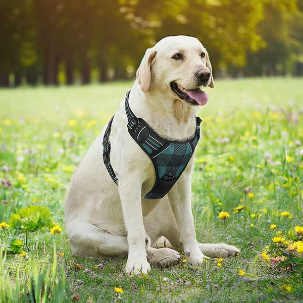 Dog Harness Green Black