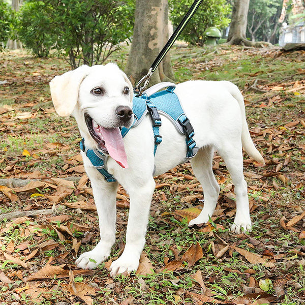 MerryBIY Multi-Use Dog Harness, Escape Proof No-Pull Adjustable Breathable Vest