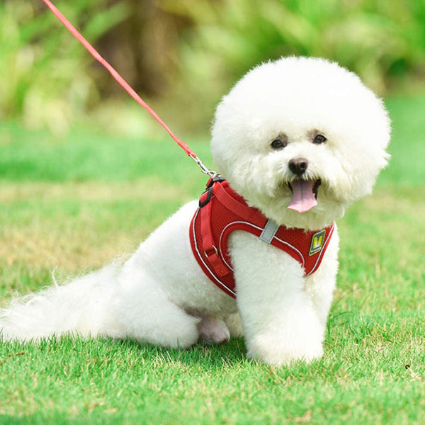 MerryBIY Cat Harness and Leash Set for Escape Proof Walking