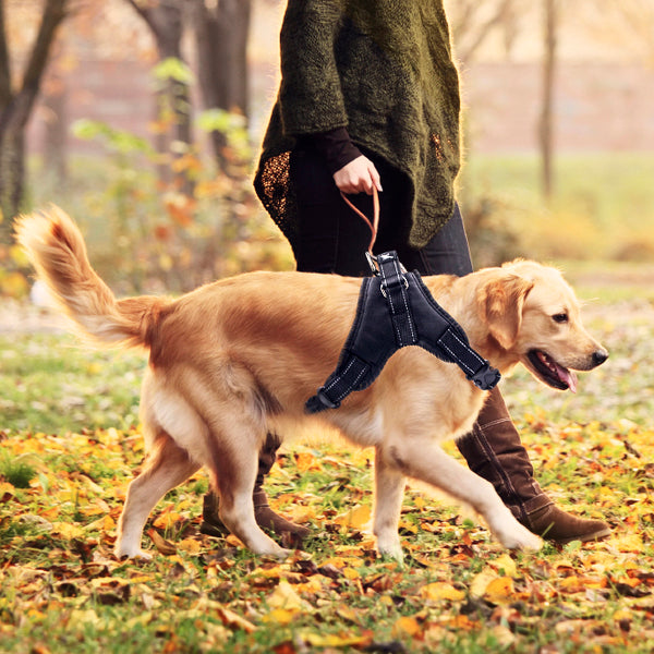 MerryBIY Adjustable Dog Harness with Leash