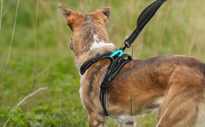 BLACK NO-PULL-DOG-HARNESS