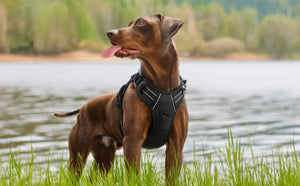 BLACK NO-PULL-DOG-HARNESS