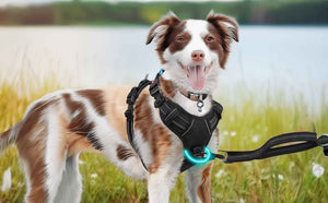 BLACK NO-PULL-DOG-HARNESS