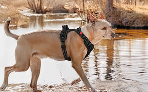 BLACK NO-PULL-DOG-HARNESS