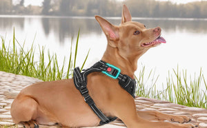 BLACK NO-PULL-DOG-HARNESS