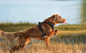 BLACK NO-PULL-DOG-HARNESS