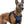 BLUE NO-PULL-DOG-HARNESS