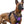 PURPLE NO-PULL-DOG-HARNESS