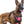 ROSE PINK NO-PULL-DOG-HARNESS