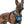 SKY BLUE NO-PULL-DOG-HARNESS