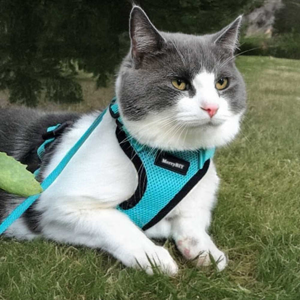 Emerald Cat Harness