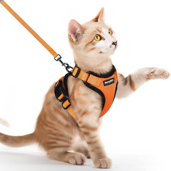 CAT-HARNESS-Orange