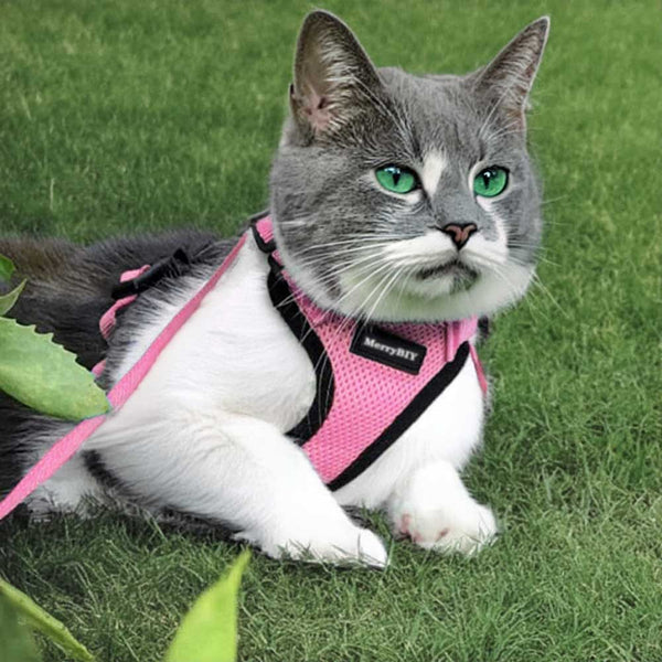 PINK CAT-HARNESS