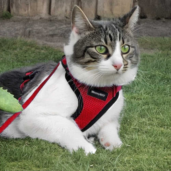 CAT-HARNESS RED