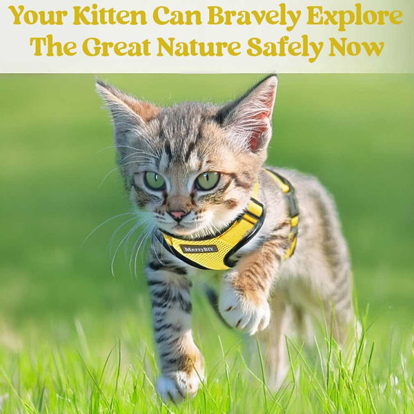 CAT-HARNESS-Yellow