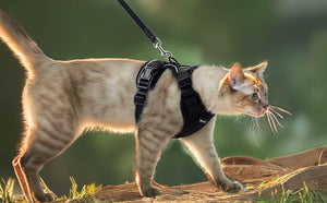 Cat Harness Black