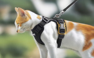 Cat Harness Black