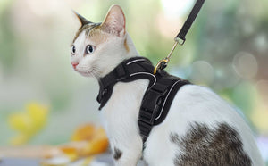 Cat Harness Black